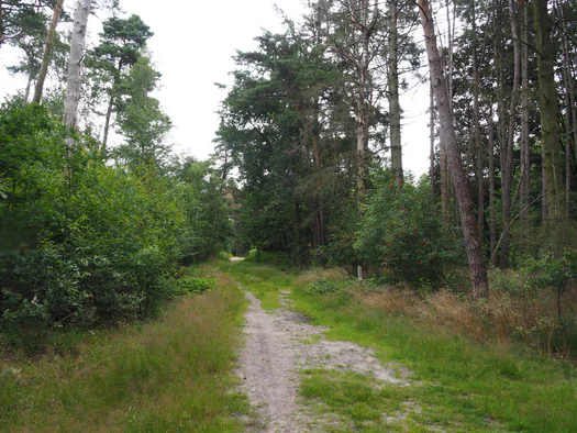 Dodendraad in Hamelt Achel (Belgium)